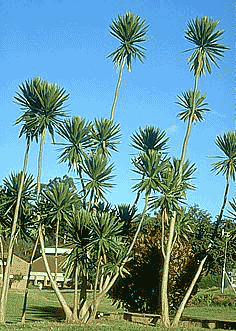 Drachenbaum als "Palme"
