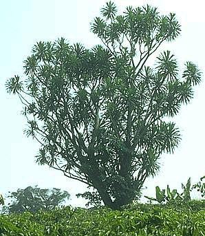 Drachenbaum als "Palme"