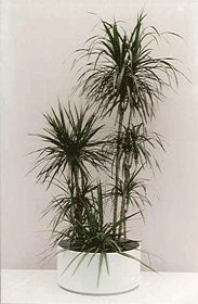 Drachenbaum als Zimmerpflanze
